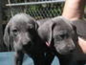 AKCBlueWeimaraners